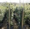 Quercus ilex (Evergreen Oak. Holm Oak)  45L SOLD OUT