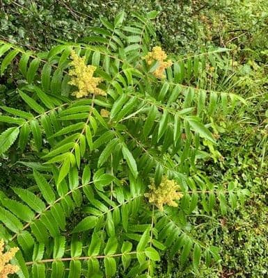 Rhus typhina (sumach)   35L  120+cms single stem