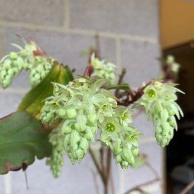 Ribes laurifolium  AGM  7.5L
