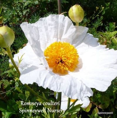 Romneya coulteri (tree poppy) 2L