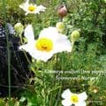 Romneya coulteri (tree poppy) AGM   7.5L
