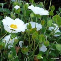 Romneya coulteri (tree poppy) AGM   7.5L
