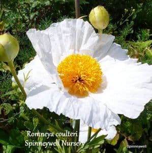 Romneya coulteri (tree poppy) AGM   7.5L