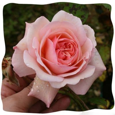 Rosa 'A Shropshire Lad'   4LD (1)