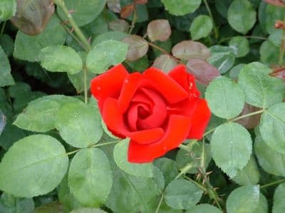 Rosa 'Dublin Bay'   4LD