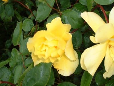 Rosa 'Golden Showers'  4LD  clg