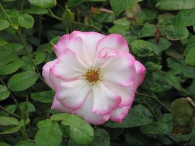 Rosa 'Handel'  clg.  4LD