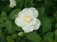 Rosa 'Iceburg' clg  4LD