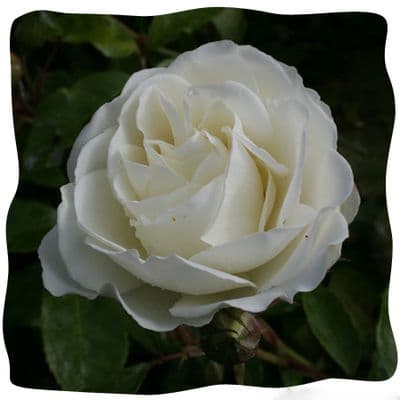 Rosa 'Iceburg' clg  4LD
