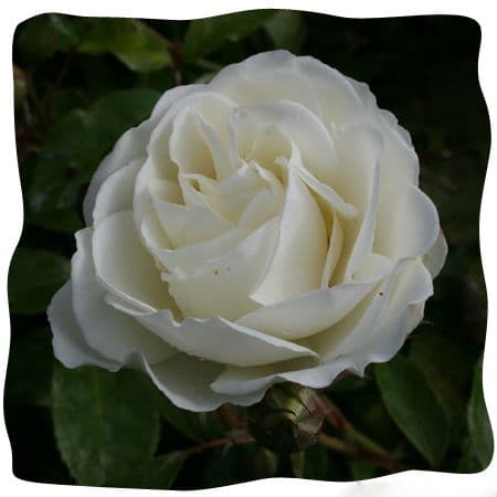 Rosa 'Iceburg' clg  4LD