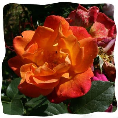 Rosa 'Joseph's Coat' ~ 2LD