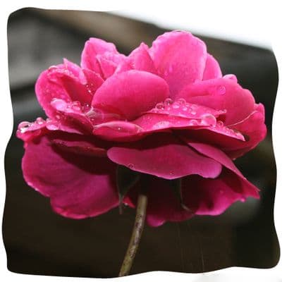 Rosa 'L.D. Braithwaite' ~ 2/3LD