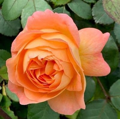 Rosa 'Lady Emma Hamilton'  English Rose  4LD SOLDOUT