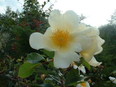 Rosa 'Mermaid'  clg  4LD