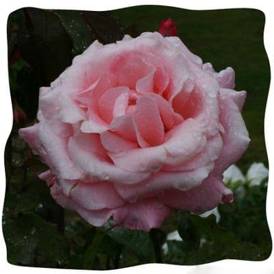 Rosa 'New Dawn'  clg  4LD