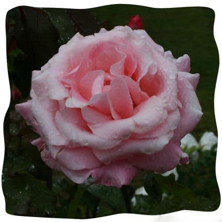 Rosa 'New Dawn'  clg  4LD