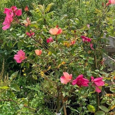 Rosa odorata Mutabilis 4LD