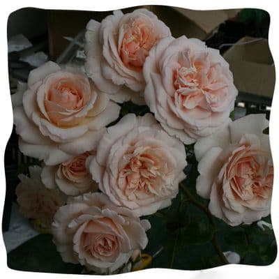 Rosa 'Penny Lane'  clg  4LD
