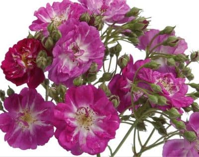 Rosa 'Perennial Blue'  clg  4LD