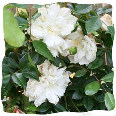 Rosa rugosa 'Blanc Double De Coubert' ~ 2LD