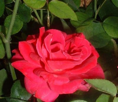 Rosa 'Smooth Prince'  shrub   9cm pot