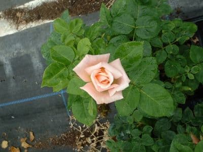 Rosa 'Smooth Romance'  shrub   9cm pot