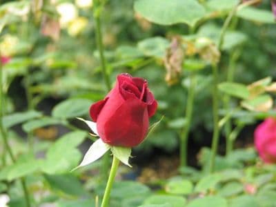 Rosa 'Smooth Velvet'   shrub  9cm pot
