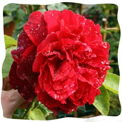 Rosa 'Tess of the Durbevilles'  clg  4LD