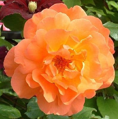 Rosa 'Westerland'  clg  4LD