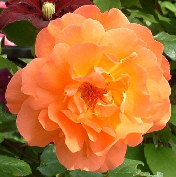 Rosa 'Westerland'  clg  4LD