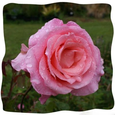 Rosa 'Zephryn Drouhen'   Clg.  4LD