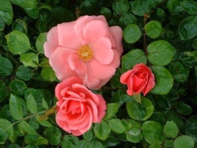 Roses - Climbing