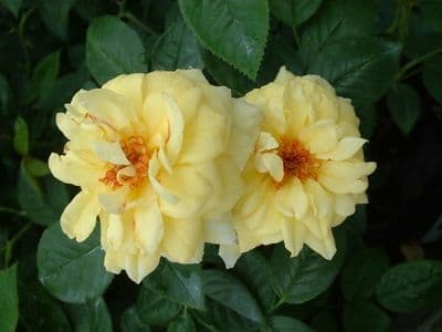 Roses - Patio