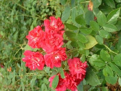 Roses - Ramblers