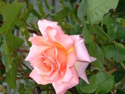 Roses - Shrub