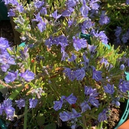 Rosmarinus prostratus Riviera 2L