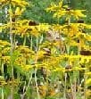 Rudbeckia 'Goldstrum'    2L