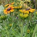 Rudbeckia 'SmileyZ'  2L  SOLD OUT