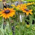 Rudbeckia 'SmileyZ'  2L  SOLD OUT