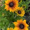 Rudbeckia 'SmileyZ'  2L  SOLD OUT