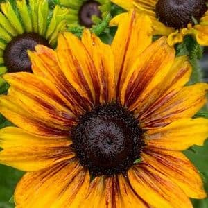 Rudbeckia 'SmileyZ'  2L  SOLD OUT