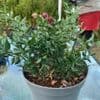 Ruscus aculeatus  ('Butcher's broom')  2/3L