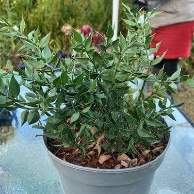 Ruscus aculeatus  ('Butcher's broom')  5L