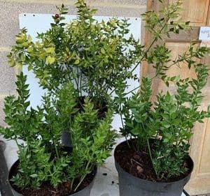 Ruscus aculeatus  ('Butcher's broom')  7LD