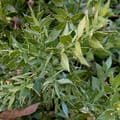 Ruscus hypoglossum  23L