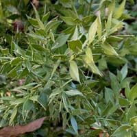 Ruscus hypoglossum  23L