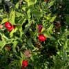 Ruscus hypoglossum 23L
