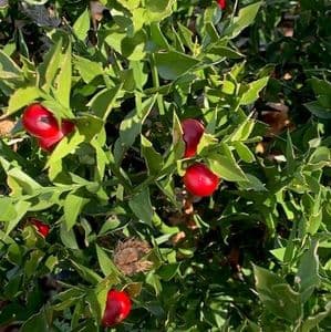 Ruscus hypoglossum  23L