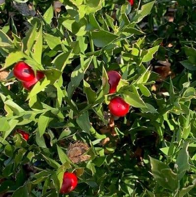 Ruscus hypoglossum  23L