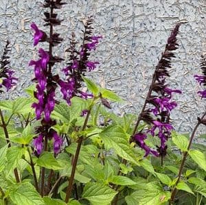 Salvia 'Amistad'  3L